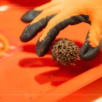 將自然掉落的楓香拾起，將果實中帶刺狀的種子一根根挑起，配上優(yōu)雅的小串珠，化身為最「在地」的果實小吊飾。