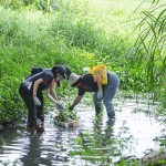 當(dāng)天除了撿拾垃圾，也將河裡的外來種植物移除，水芙蓉、布袋蓮──過去因為花形美麗而被引進(jìn)臺灣，如今過度的繁殖影響水流，也排擠原生物種的棲息環(huán)境。