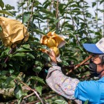 採收時，農(nóng)民滿懷期待的拆開套袋，看到了一顆顆健康飽滿的梨子，這一年多少的辛勞都值得了！