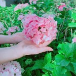 因繡球花一蒂有八蕊，狀似八仙相聚，因此獲「八仙花」之名。