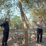 簡福榮總經(jīng)理（圖右）與吳志輝建築師（圖左），各自從不同方向繞樹觀察評估，並想像著未來住戶在樹下抬頭望見的景象。