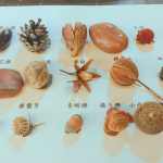 這些小小果實種子您認(rèn)得哪些呢？