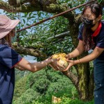 新業(yè)同仁小心翼翼地捧住梨子，遞給下方的守門員，就像是心傳心，默契盡在不言中。