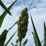 在晴空萬里微風輕輕吹拂下，結實累累的高粱穗花在風中恣意地搖擺，是舒爽怡人的金門日常。