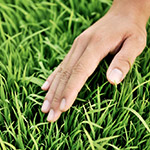 稚嫩青翠，這是益全香米的幼苗，稍後準(zhǔn)備動工。