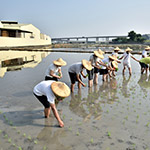 雖然插秧是同仁們的第一次，但看起來有模有樣，我們也體會到農(nóng)夫的辛苦了。