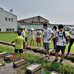 不光白白體驗插秧，也要詳細了解生產(chǎn)稻米的來龍去脈。