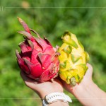 火龍果屬於外來品種，最早是由荷蘭引進(jìn)，產(chǎn)季為每年三月到十一月，當(dāng)天品嚐『紅皮紅肉種』、『紅皮白肉種』，以及產(chǎn)量較少但甜度更高的『黃皮白肉種』。