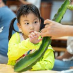 擷取火龍果的一小段莖，近距離觀察表面的尖刺、外觀紋理，經(jīng)由觸摸連結(jié)植物的生長記憶。