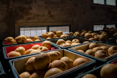 新業(yè)心故事｜與梨共好，與梨相遇